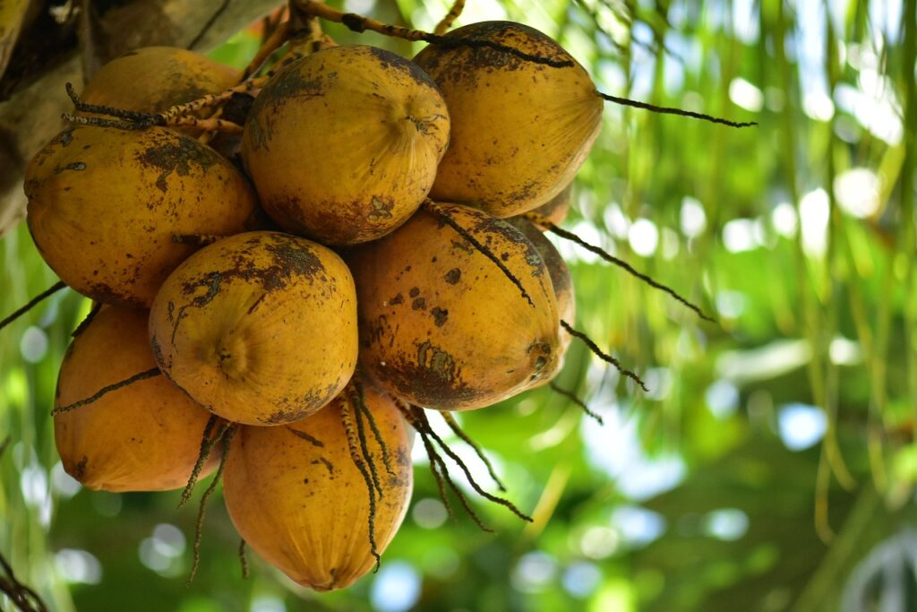 coconuts, nature, coco-3073987.jpg